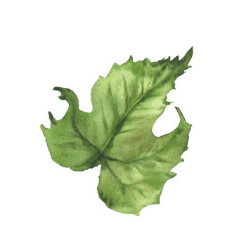 Cucumber green leaf. Watercolor illustration hand drawn Botanical vegetable farm plant. Clipart perfect for vegetarian food label, eco, cosmetic prints, floral design. Isolated from background clipart png