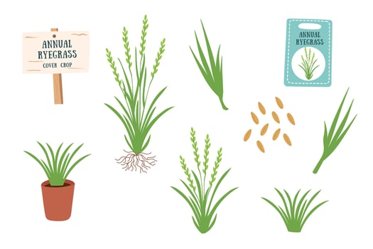 Annual ryegrass plants and seeds cliparts isolated on white. Nature background, cover crop. Gardening, regenerative farming, nature, soil care concept. vector