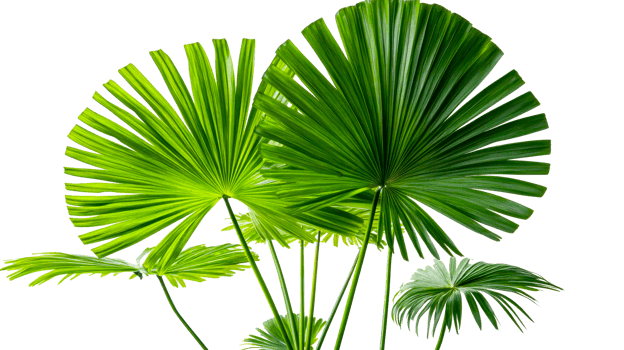 Lush green fan palm leaves in bright sunlight png