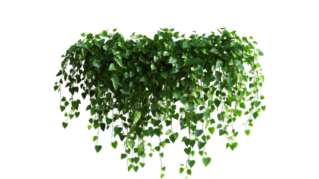 Green heart shaped leaves hanging from a plant png