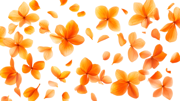 Orange petals on a white background png