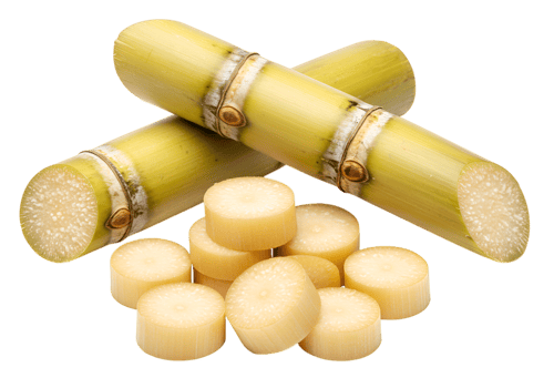 Sugarcane stalks and sliced pieces isolated on plain background, close up view png