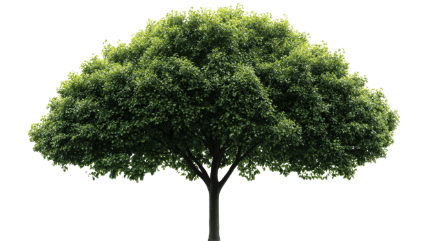 Bright green tree with dense leaves png