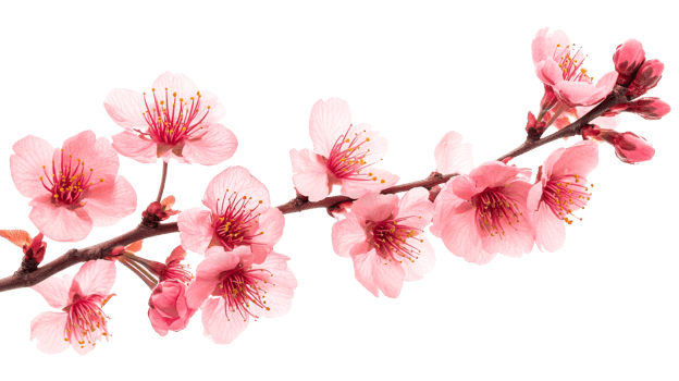 Peach bloom branch, cut out transparent png