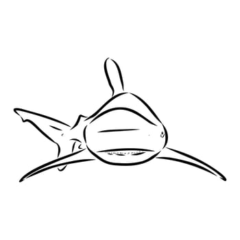 ancient cartilaginous fish shark sketch vector