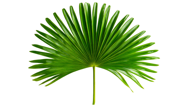 Radiant Palm Foliage, cut out transparent png
