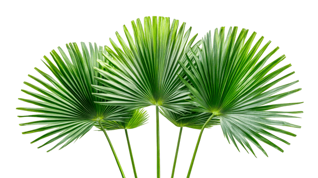 Palm leaves tropical plant, cut out transparent png
