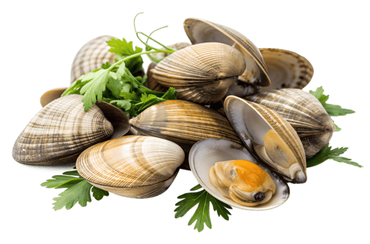 Top View of Clams with Fresh Herbs Great for Seafood Dishes and Ingredient Showcases png