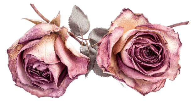 Faded rose blossoms isolated, cut out transparent png