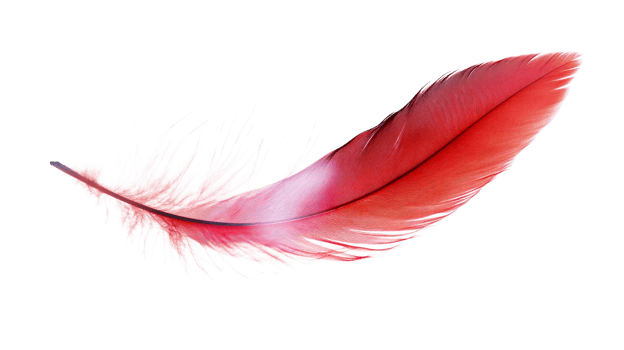 Elegant red feather on transparent background png