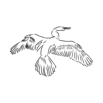 anhinga bird drawing vector