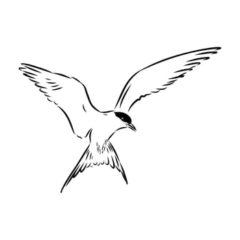 tern bird handmade drawing vector