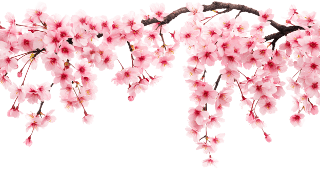 Cherry blossoms in full bloom during spring season png