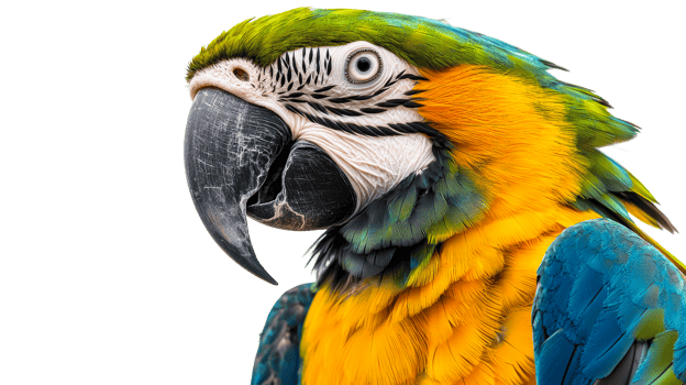 Macaw parrot colorful plumage, cut out transparent png