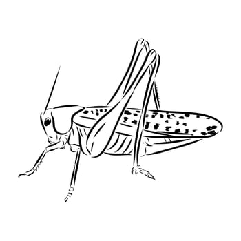 dangerous pest locust drawing vector