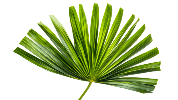 Tropical palm leaf isolated, cut out transparent png
