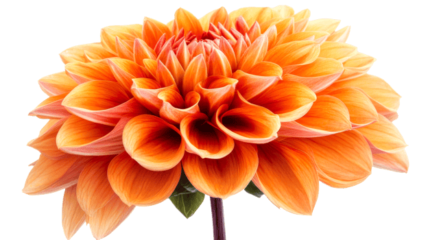 Vibrant orange dahlia flower with layered petals png