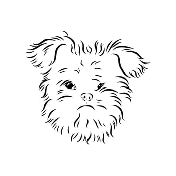 Brave dog affenpinscher sketch vector