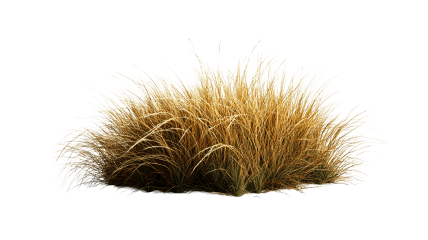 Ornamental grass clump, isolated object, cut out transparent png