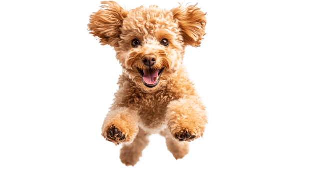 Happy Poodle Jumping, cut out transparent png