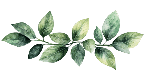 Green leaves on a transparent background design png