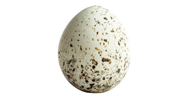 Spotted egg on transparent background png