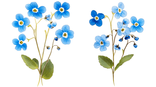 Forget-me-not blossoms on black background, cut out transparent png