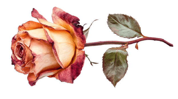 Faded rose with stem and leaves, cut out transparent png