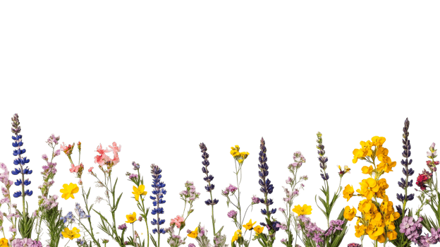 Assorted wildflowers, isolated layer, cut out transparent png
