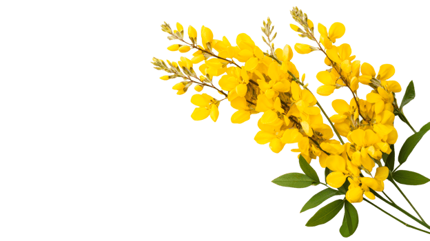 Cytisus scoparius, scotch broom, transparent png