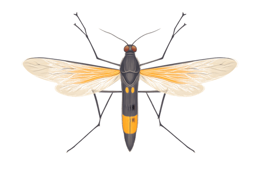 Insect with Detailed Wings and Striking Colors Perfect for Nature and Wildlife Themes png