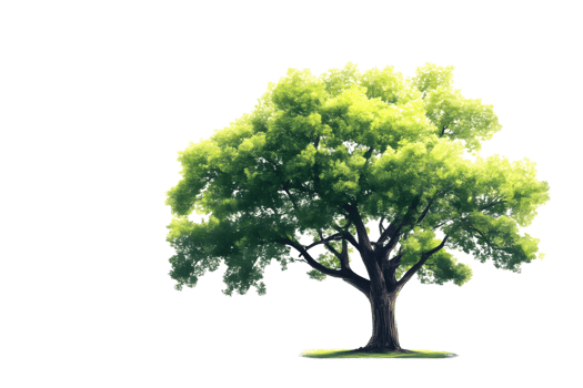Large Deciduous Tree with Lush Green Foliage Isolated on Black Background png