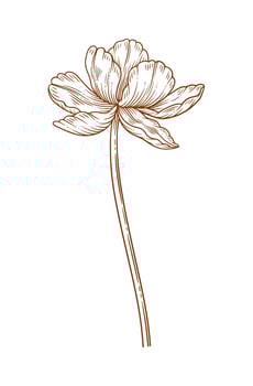 Tulip flower, graceful thin line, brown color. Beautiful spring decor. Drawing element for Easter, Mother Day, Canadian Tulip Festival, illustration vector