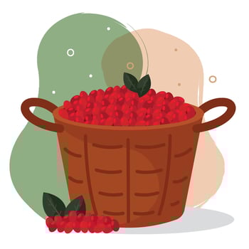 Basket full of cherries. vector