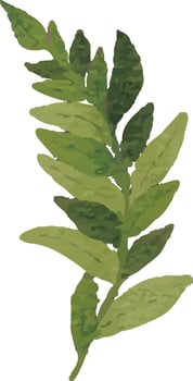 Fresh Green Herb Clipart vector