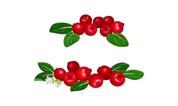 Cranberry twigs set. Lingonberry branches with red fresh berries illustration vector