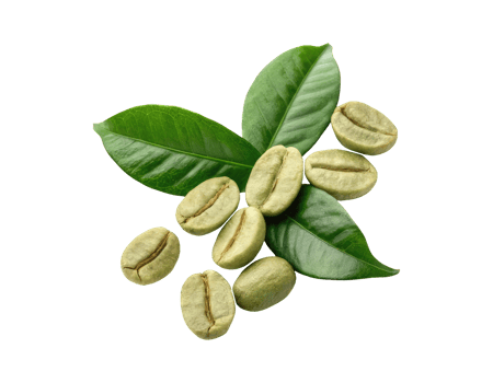 Unroasted raw green coffee beans with leaves on a transparent background drinks design png