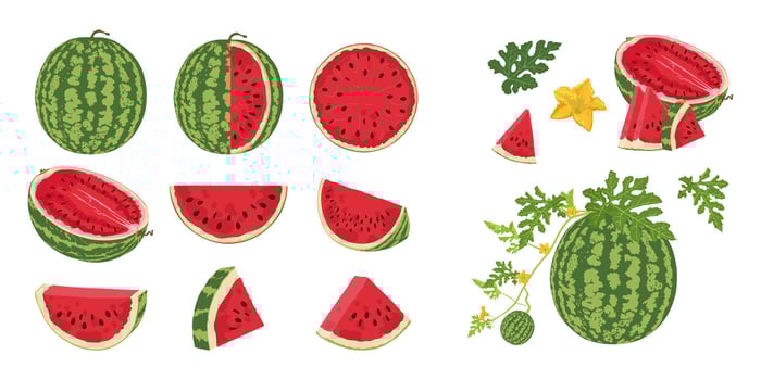 Watermelon big set. Watermelon slices hand drawn. Growing watermelon with flowers. vector