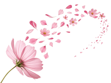 Pink flower with petals flying away in swirl like cosmos in sky creating beautiful and delicate floral scene full of motion and grace png