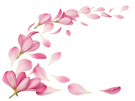 Beautiful pink freesia flowers gracefully scatter across transparency background, creating serene and elegant atmosphere png