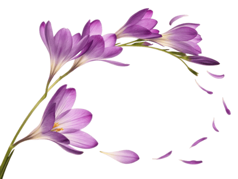 Beautiful freesia flower arrangement with delicate purple petals gracefully flowing, creating serene and elegant atmosphere png
