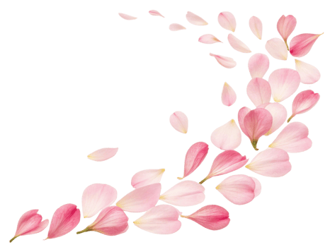 Beautiful pink freesia flower petals gracefully scatter, creating delicate and serene atmosphere that evokes feelings of tranquility and beauty png