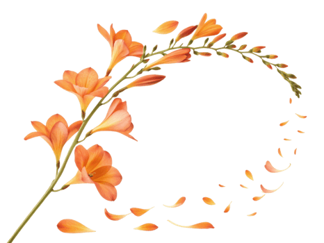 Beautiful freesia flower branch with vibrant orange petals gracefully sways, creating sense of elegance and tranquility png