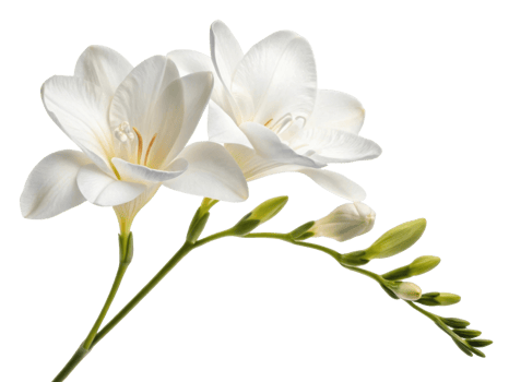 Beautiful freesia flowers bloom gracefully, showcasing their delicate petals and vibrant green stems, perfect for any floral arrangement png