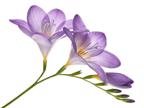Freesia flowers bloom beautifully with delicate petals showcasing shades of purple and white, creating stunning visual appeal png