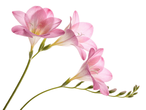 Freesia flowers bloom gracefully with delicate pink petals showcasing their beauty and elegance in nature garden png