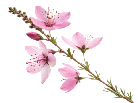 Delicate heather flower branch showcases soft pink petals and slender green leaves, creating serene and beautiful natural display png