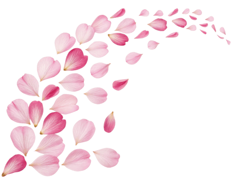 Delicate primrose flower petals create beautiful flowing pattern, evoking sense of tranquility and elegance in nature png