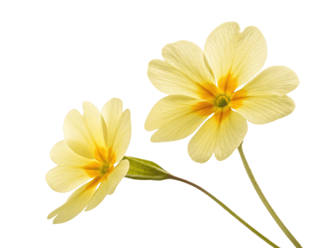 Primrose flowers bloom gracefully with delicate yellow petals and vibrant center, symbolizing beauty and renewal png