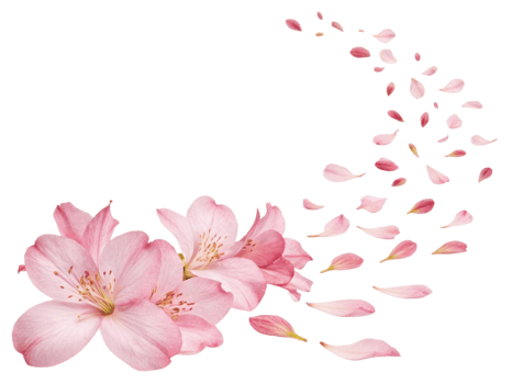 Beautiful rhododendron flowers bloom gracefully, their delicate petals drifting softly in breeze, creating serene atmosphere png